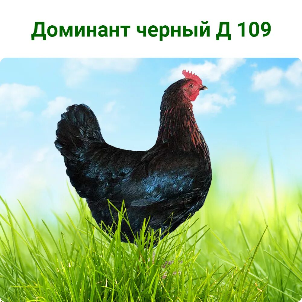 Курица доминант черный. Куры Доминант д109. Чешский Доминант д109. Куры Доминант чёрный д 109. Доминант ГС 109.