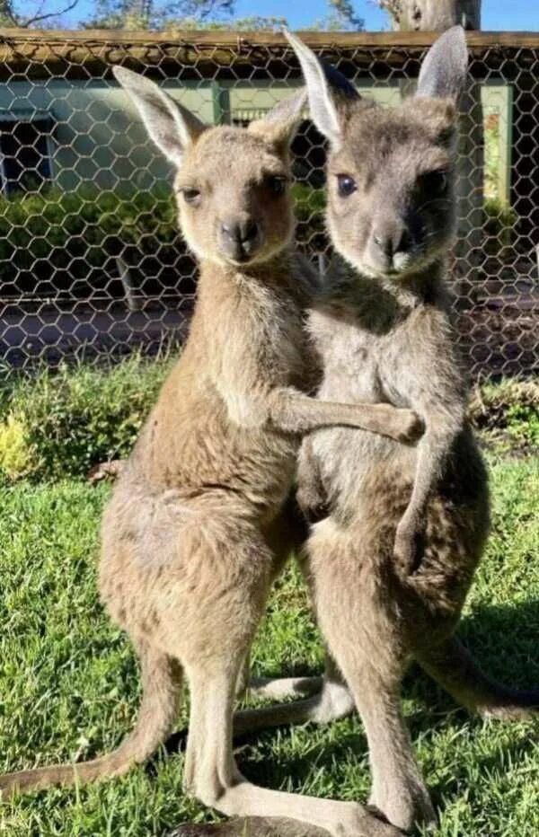Kangaroo. Kangaroo, Animals, Working holiday visa