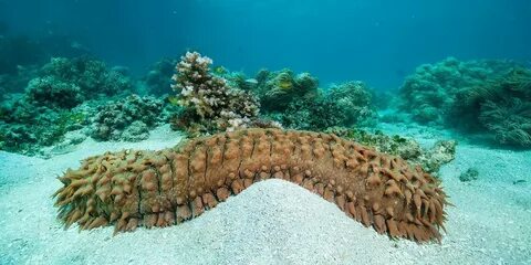 Морской огурец польза