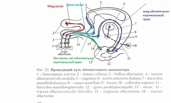 Обонятельный тракт анатомия. Обонятельный нерв строение. Обонятельный нерв анатомия строение. Путь обонятельного анализатора схема.