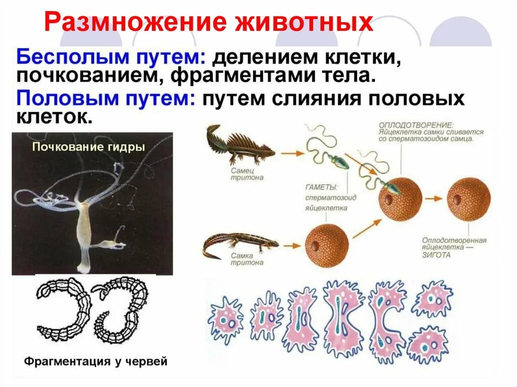 Половое размножение животных оплодотворение. Как размножаются животные. Бесполое размножение животных. Как размножаютьсяживотные.