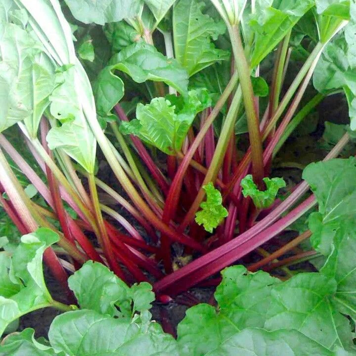 Как выглядит ревень растение фото и описание Long season cropping Rhubarb 'Livingstone' Growing rhubarb, Edible landscaping,