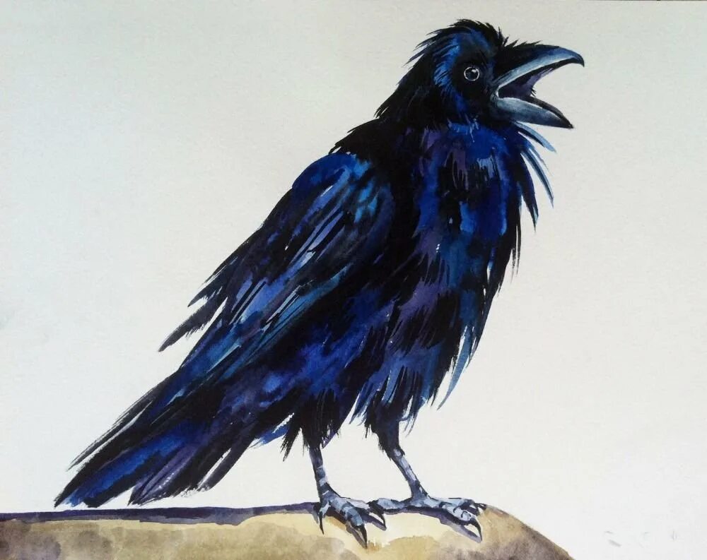 Nevermore Crow. Синий ворон. Ворон арт. Голубая ворона. Синяя ворона читать