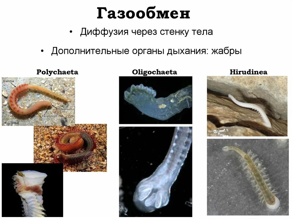 Газообмен плоских червей. Органы дыхания и газообмен у червей. Газообмен кольчатых червей. Газообмен у дождевого червя происходит через. Беспозвоночные круглые черви