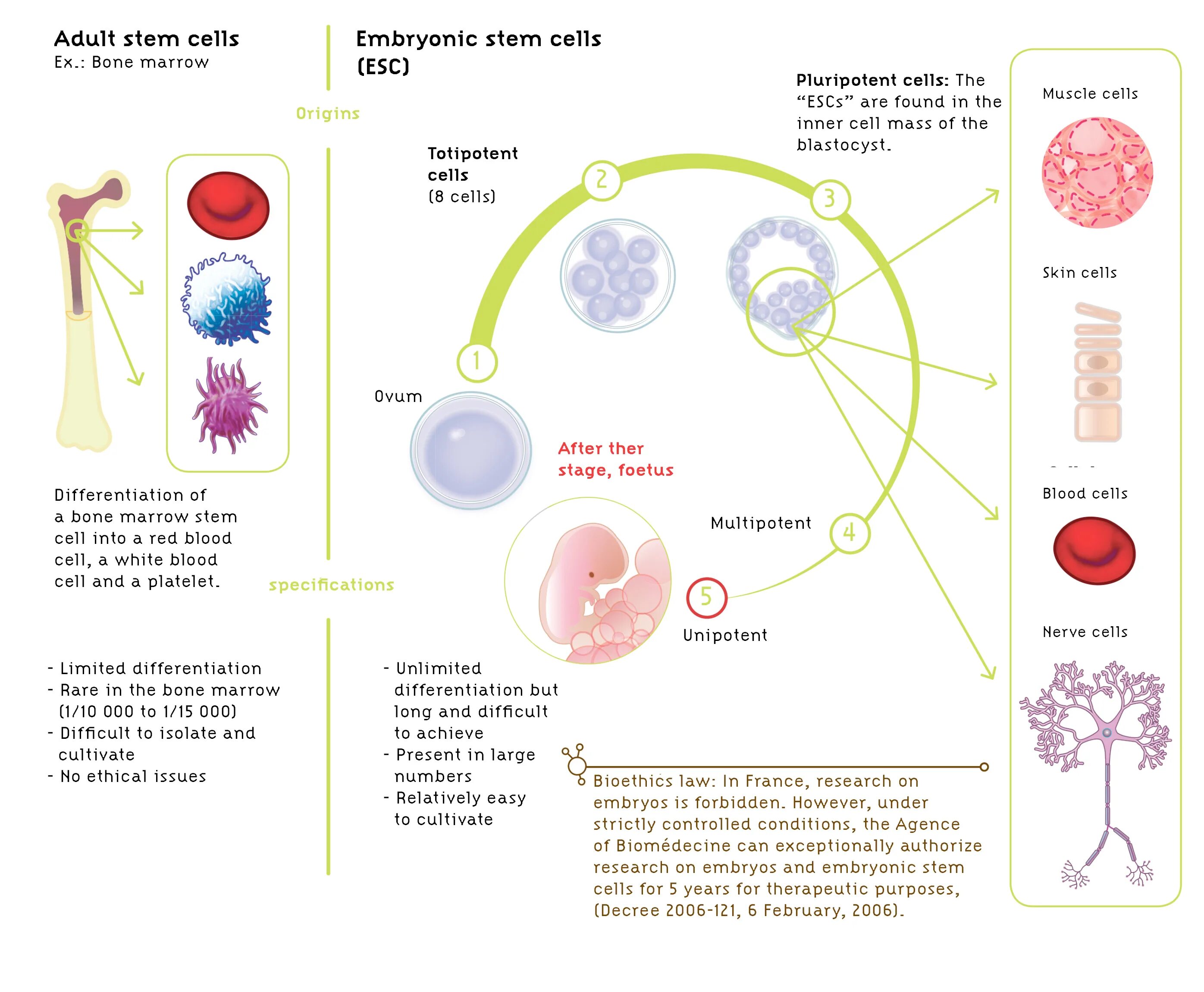 Эмбриональная стволовая клетка. Опухолевые стволовые клетки. Постнатальные стволовые клетки.