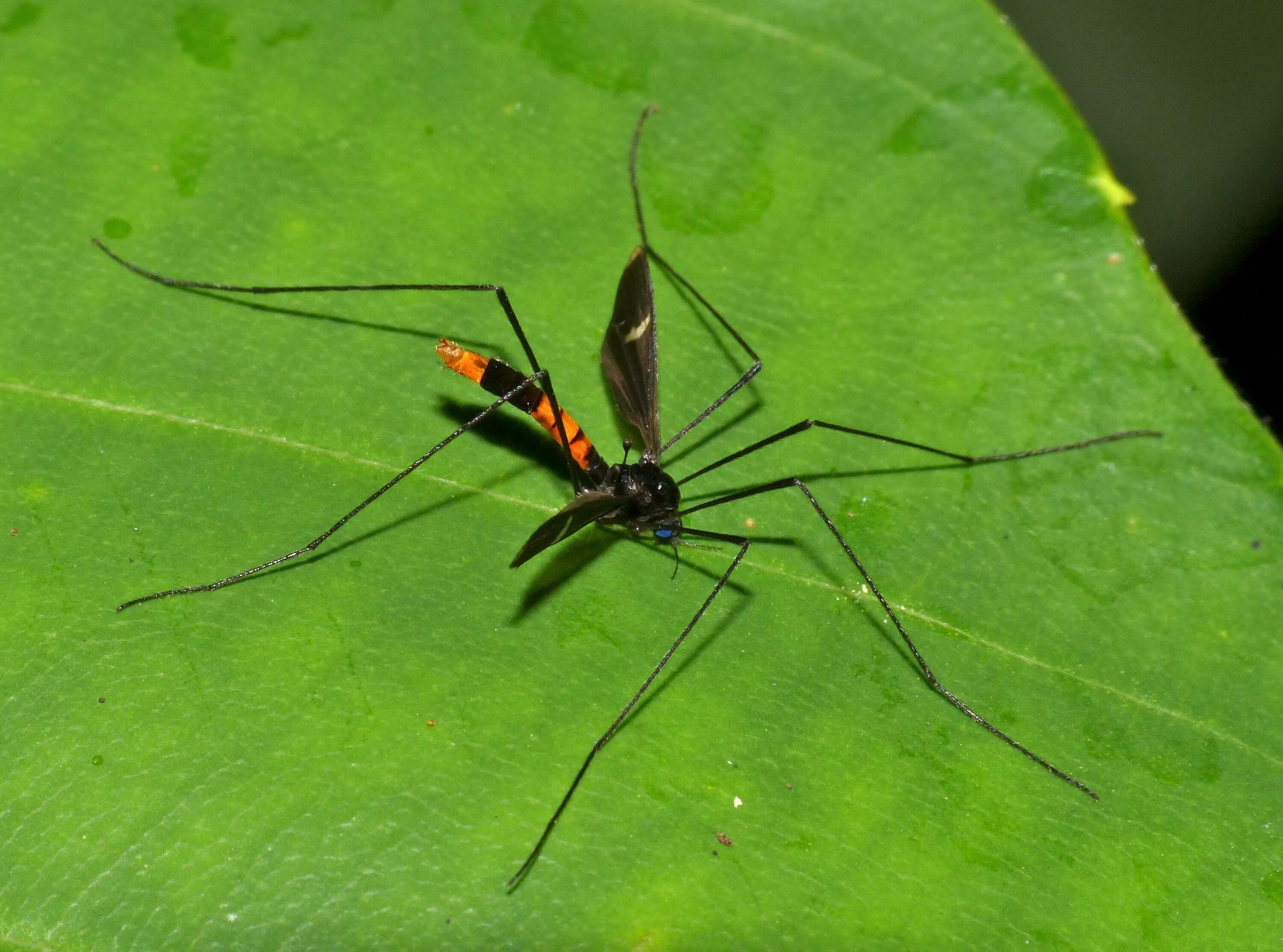 Как называется большой комар. Карамора комар долгоножка. Долгоножка насекомое. Паук долгоножка. Комар долгоножка черный.