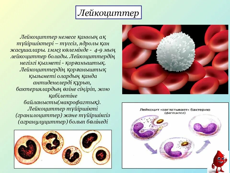Лейкоциты 3 эритроциты 4. Лейкоциты презентация. иммунитет тромбоциты лейкоциты. эритроциттер. эритроциты и лейкоциты.