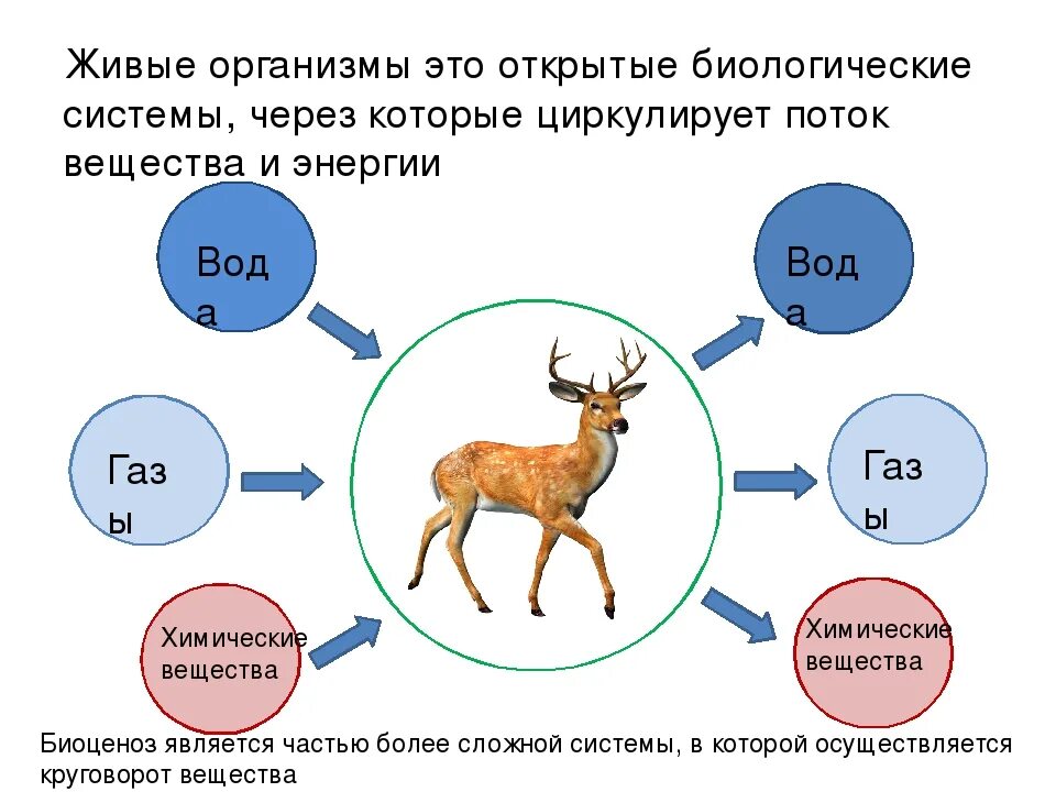 Пример любого организма