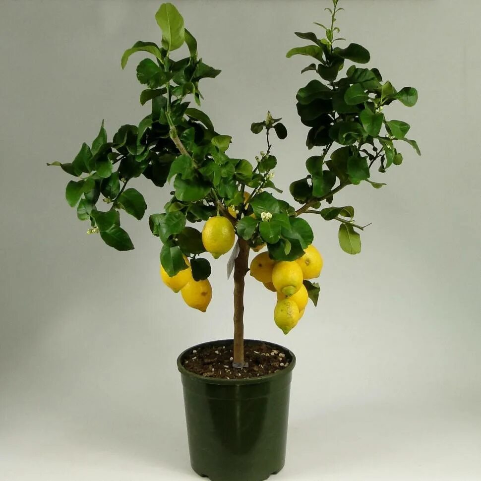 Маленькое лимонное дерево. Лимон сорт Мейер. Цитрус (комнатное растение) лимон Мейера. Лимонное дерево Мейера. Лимон сорт Павловский.