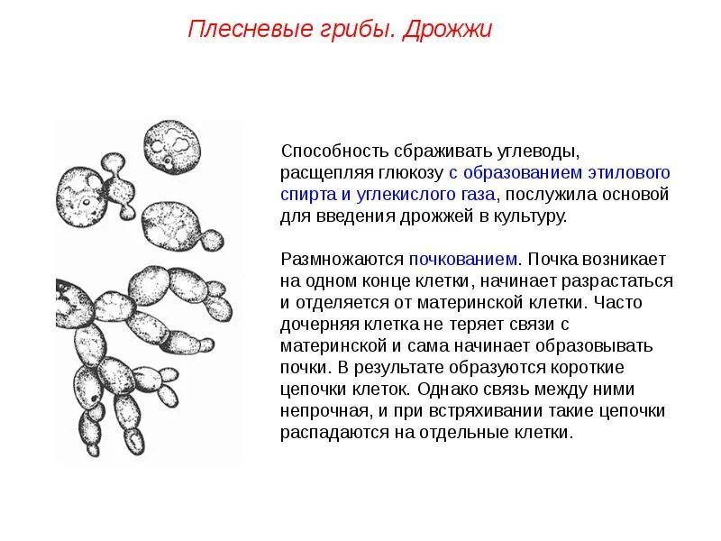 Условия развития грибов. Размножениеплесневелых грибов. Размножение плесневых грибов микробиология. Дрожжи грибы размножение. Строение дрожжей грибов.