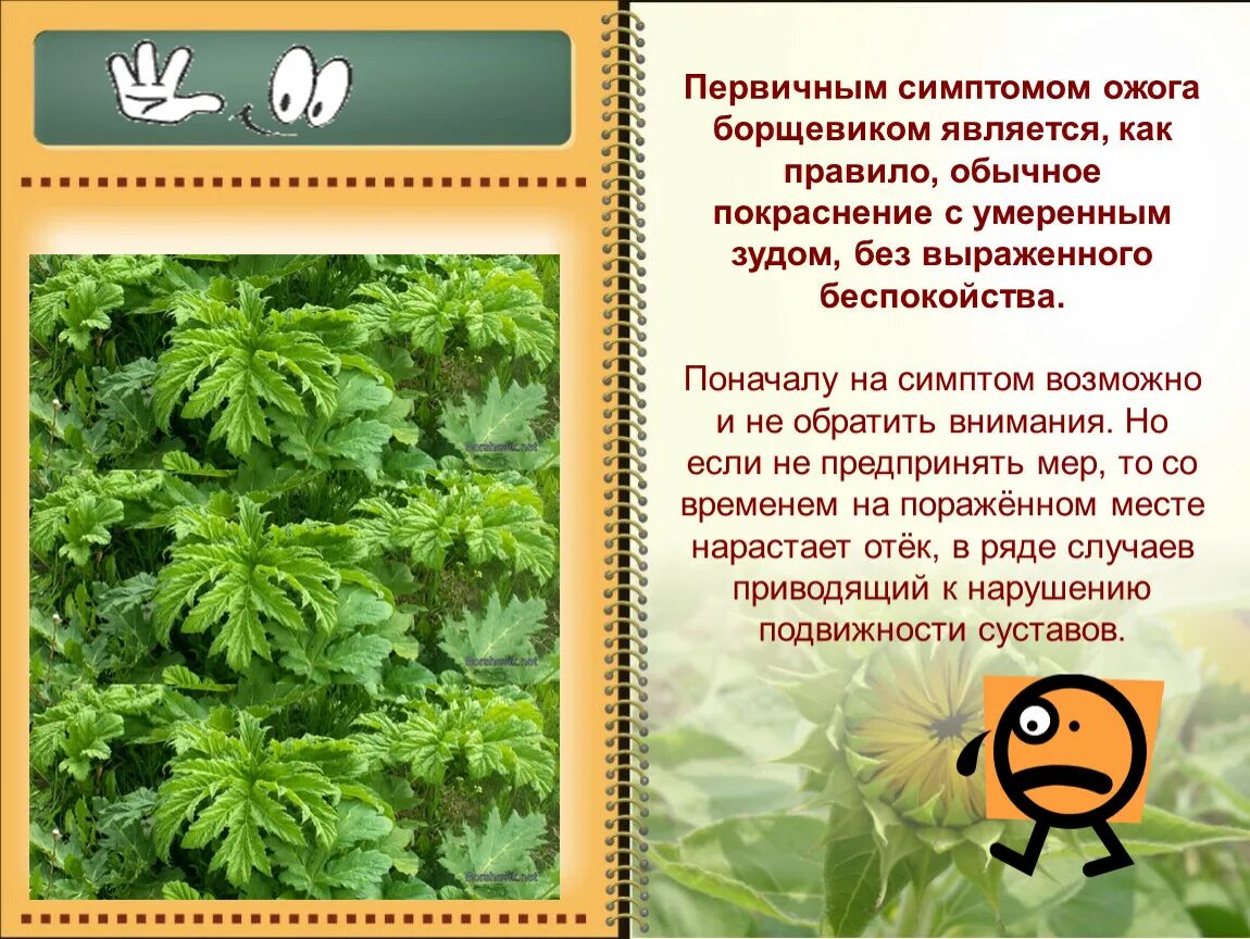 Средство от ожога борщевиком. Сильные ожоги от борщевика. Борщевик ядовитое растение ожоги. Средство от ожога борщевиком. Средство от ожога борщевиком.