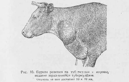 Животные больные туберкулезом