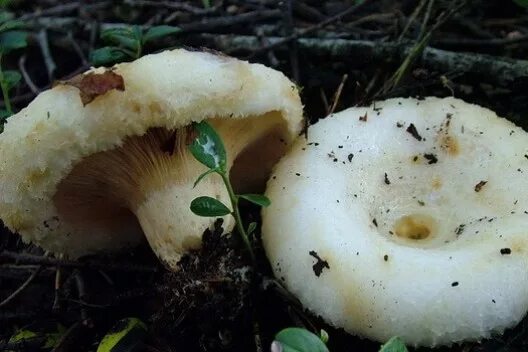 Грибы грузди виды. Груздь перечный. грузди забайкалье. забайкальский груздь. гриб груздь забайкалье.