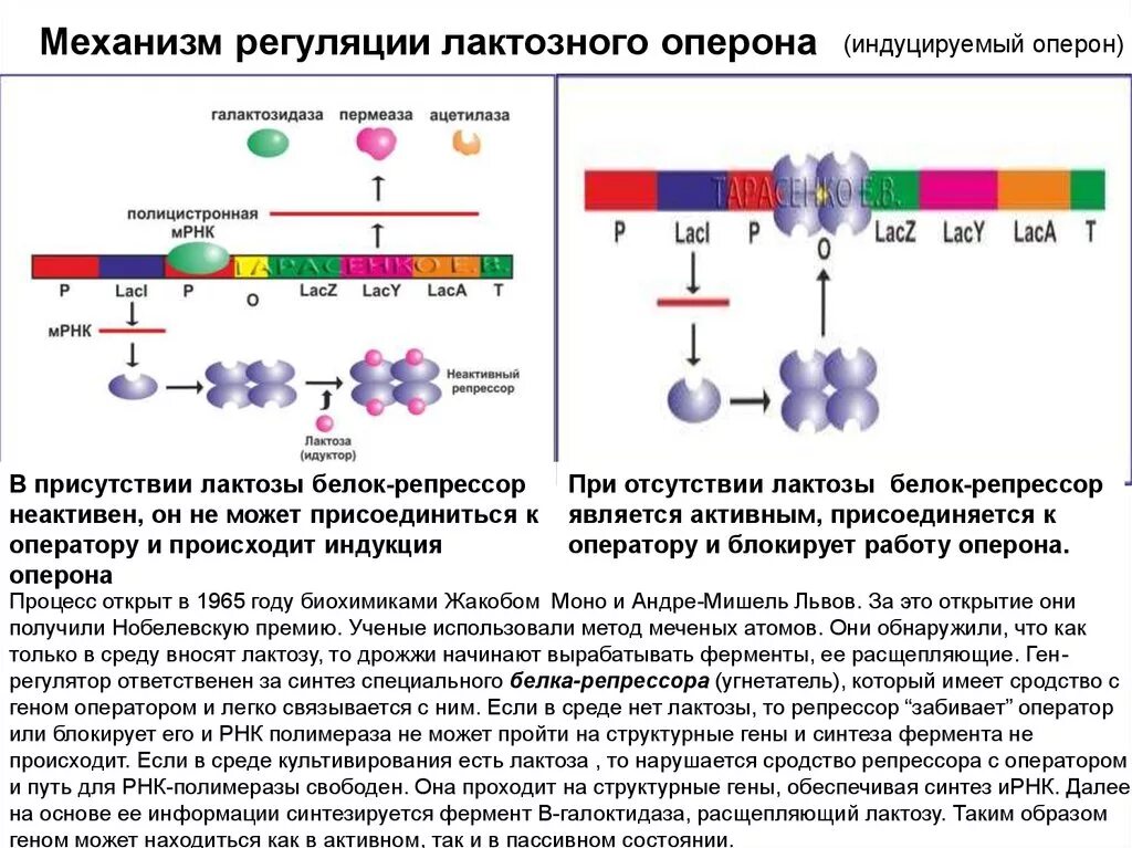 Схема регуляции лактозного оперона у кишечной палочки. Оперон бактериальной клетки схема. Механизмы регуляции Lac-оперона. Оперон строение микробиология.