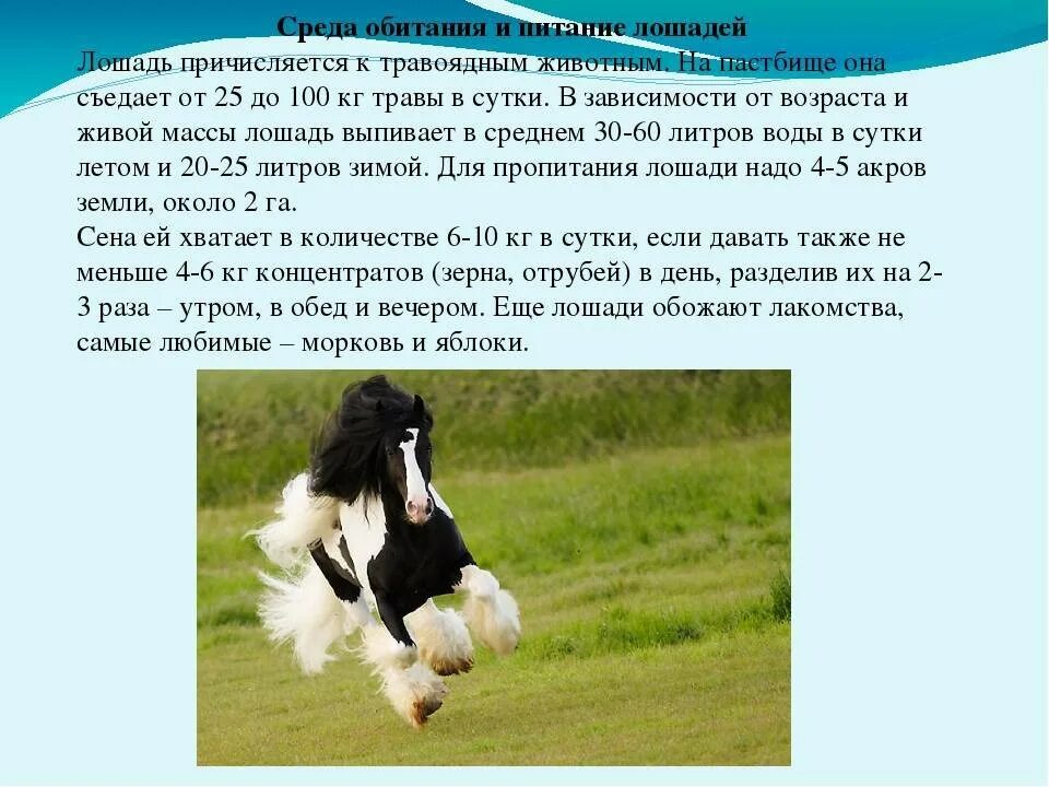 1. 6 сколько лошадиных. 6 сколько лошадиных. 1. 1.