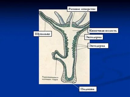 Полость тела кишечнополостных
