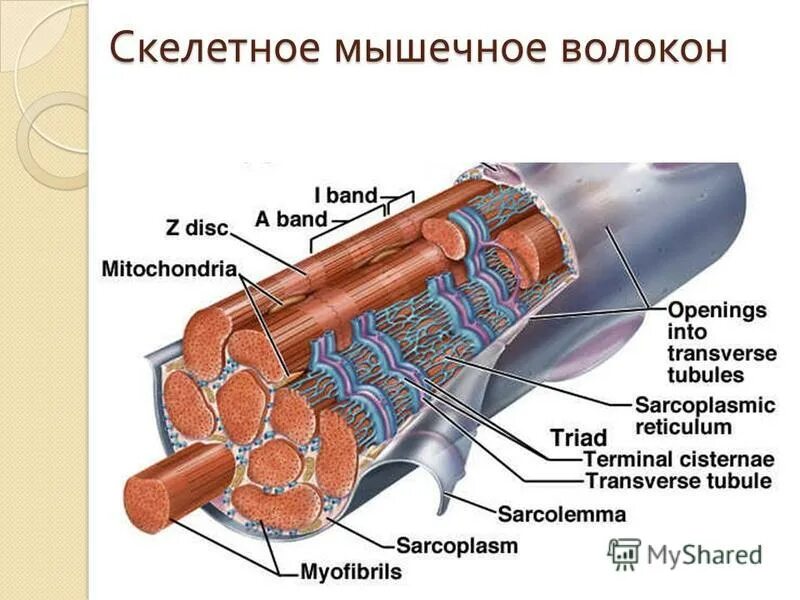 Мышечное волокно это. Волокна скелетных мышц. Скелетное мышечное волокно. Волокно скелетной мускулатуры. ФРАГМЕНТЫ скелетного мышечного волокна.