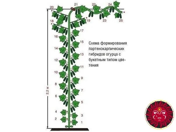 Схема формировки партенокарпических огурцов. Формировка огурца в теплице. Схема формирования огурцов партенокарпических огурцов. Партенокарпический сорт огурцов формировка. Что значит партенокарпический гибрид