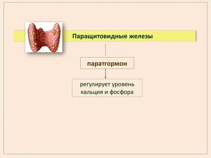 Паратгормон щитовидной