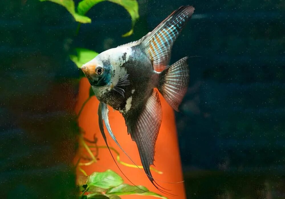 Скалярия пиной параиба. Скалярия пиной зебра. Скалярия пиной параиба. Скалярия параиба голубой фантом. Скалярия параиба вуаль.