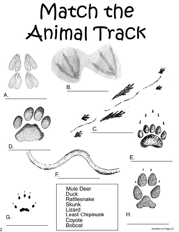 Match a track. Следы животных. Следы животных для детей. Следы животных картинки для детей. Следы животных на снегу.