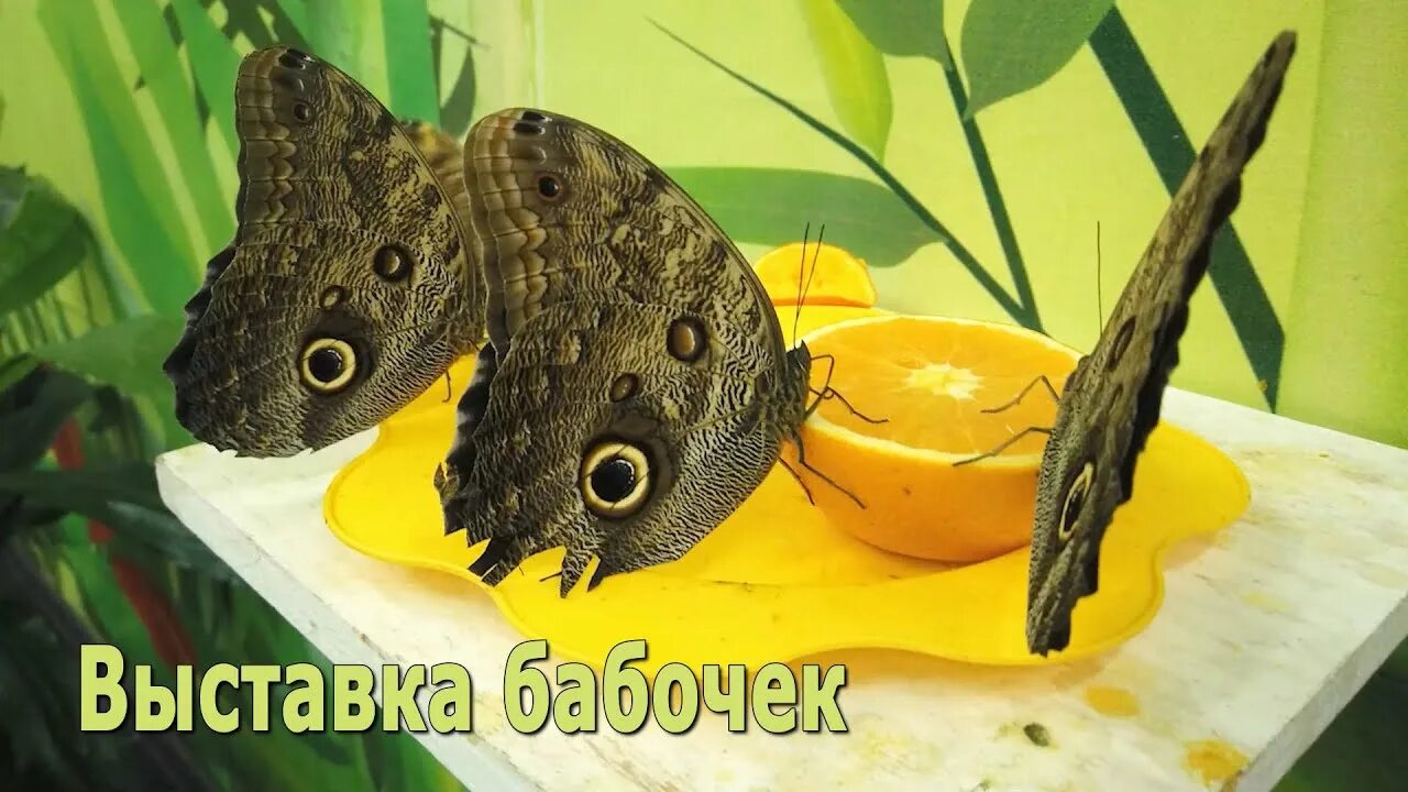 Выставка экзотических бабочек. Живые тропические бабочки вднх. Контактная выставка живых бабочек. Выставка экзотических бабочек. Выставка экзотических бабочек.