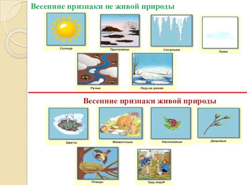 Признаки живой природы весной. Признаки живой и неживой природы весной 2 класс окружающий мир. Живая и неживая природа для дошкольников. Весенние явления природы 2 класс окружающий