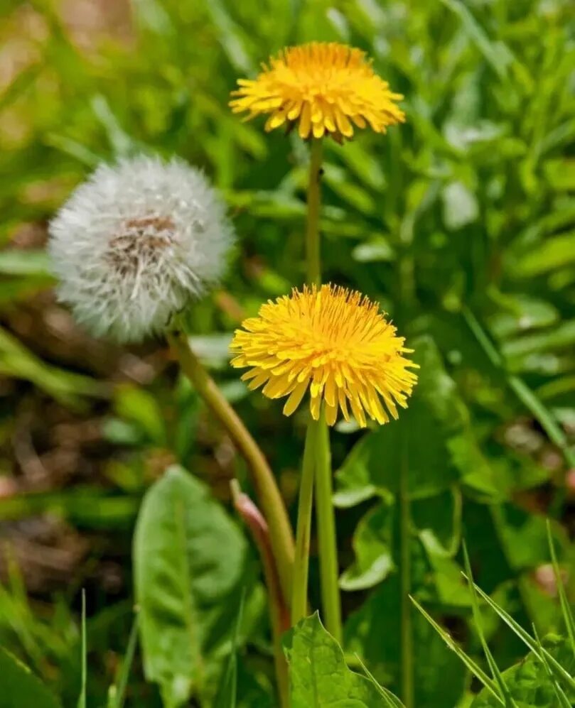 Цветок одуванчика лекарственного. Одуванчик лекарственный – Taraxacum officinale. Одуванчик полевой обыкновенный. Одуванчик полевой (пушица). Одуванчик обыкновенный и лекарственный.