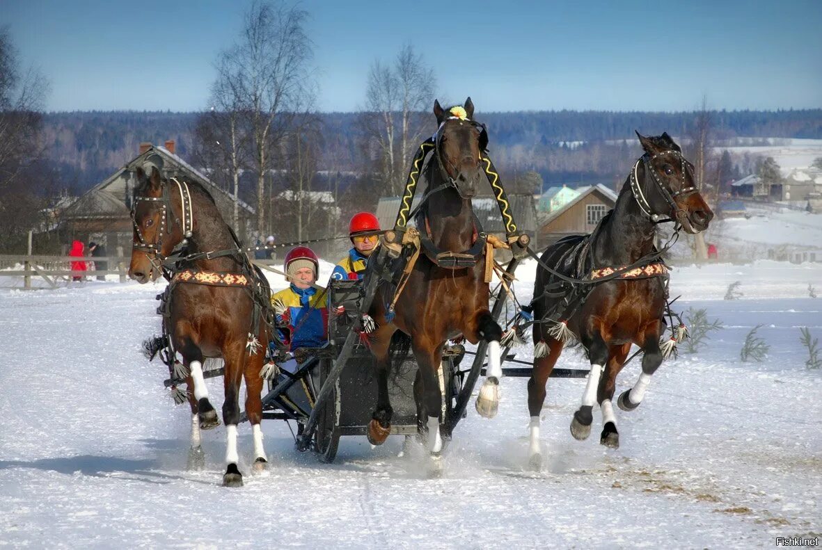 Тройка гнедых запряженных. Карета-сани. Четверо саней. Зимняя упряжка лошадей. Сани в живописи.