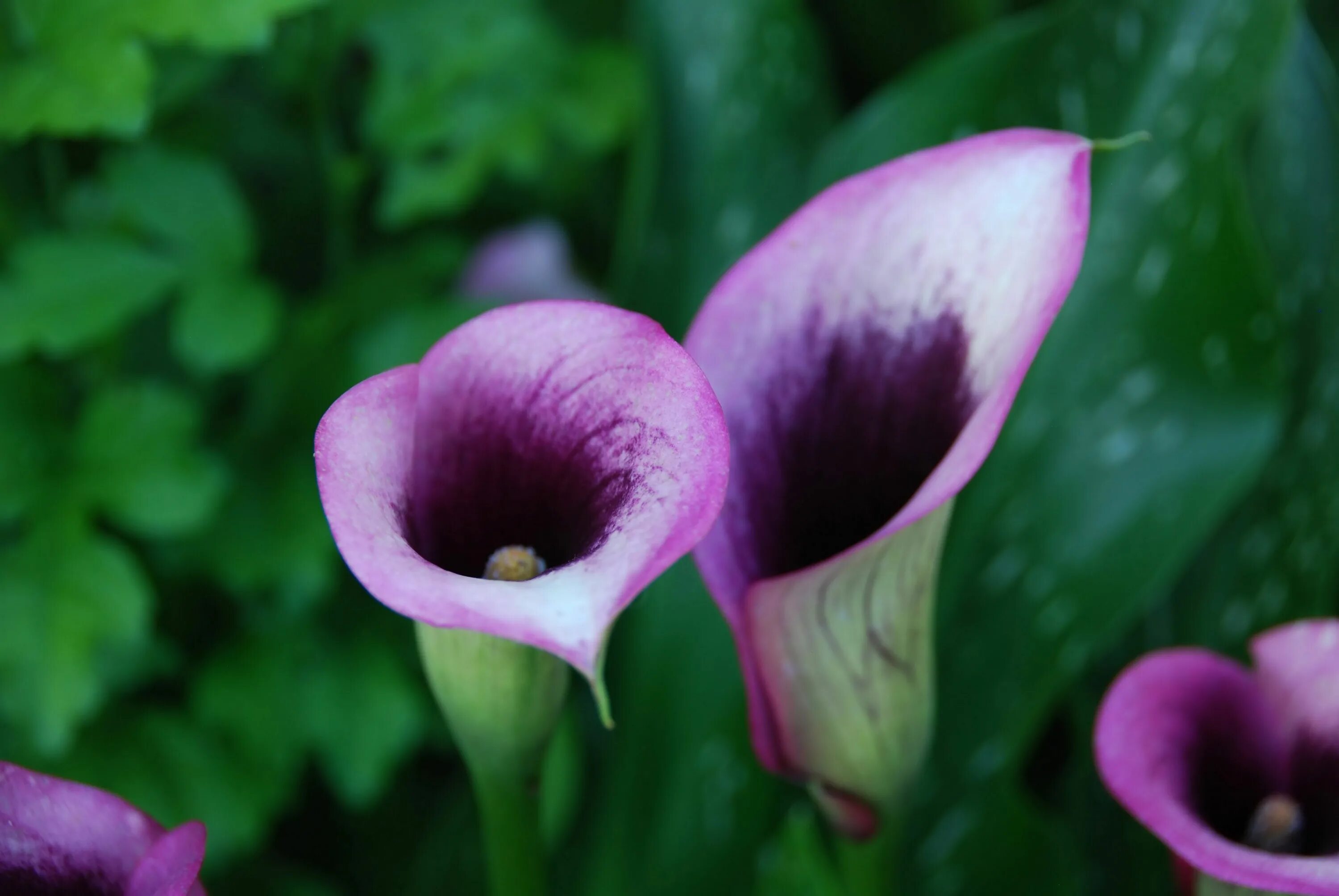 Калла (Zantedeschia) Пако. Калла Твилайт. Калла Капитан Брунелло. Калла Пурпл сенсейшен.