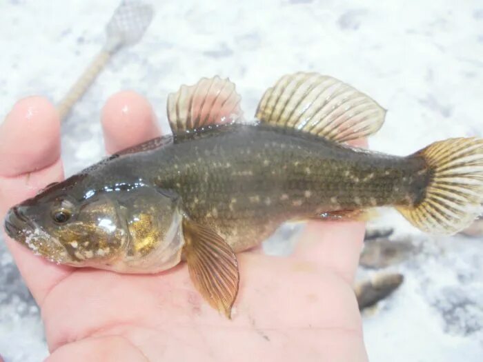 Удочка на ротана. Ротан рыба. Первый лёд рыбалка ротан. Рыба ратан большой. Ротан в феврале.