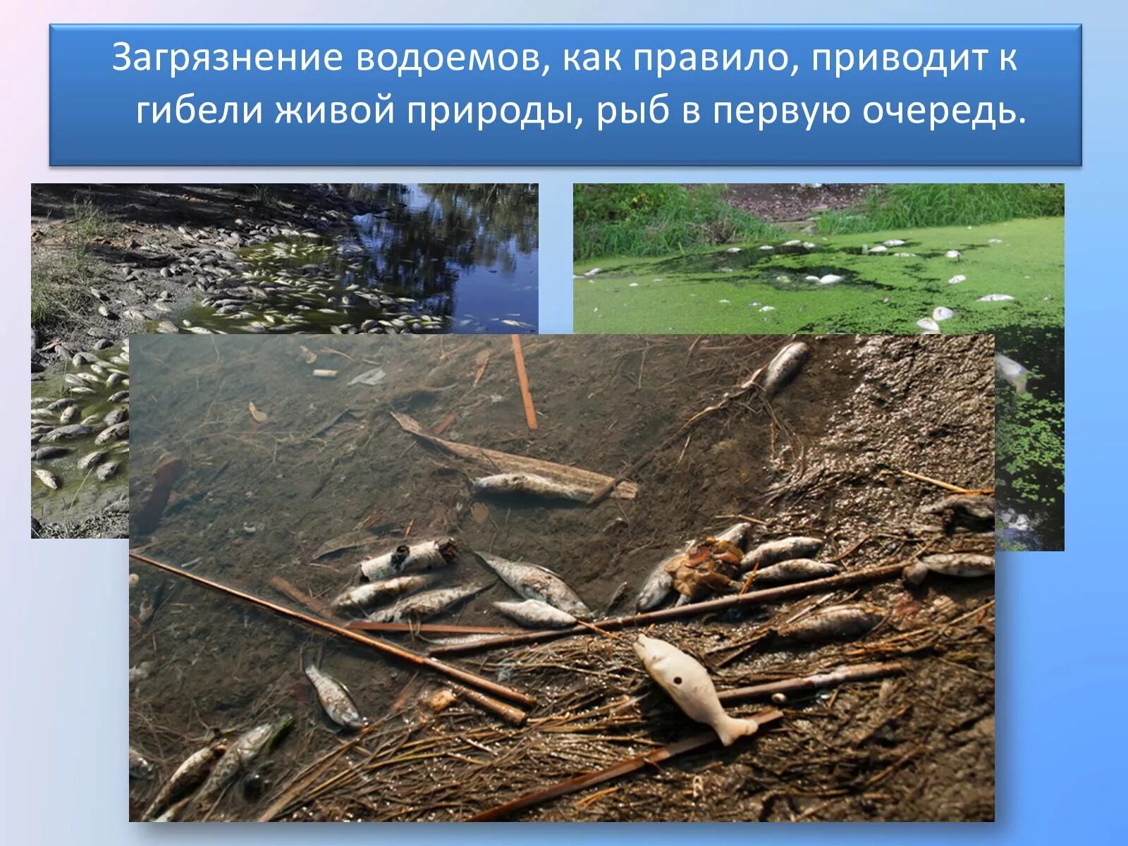 Загрязнение водоемов. Экология водоемов. Защита водоемов. Влияние человека на пресные водоемы. Защита окружающей среды загрязнение воды