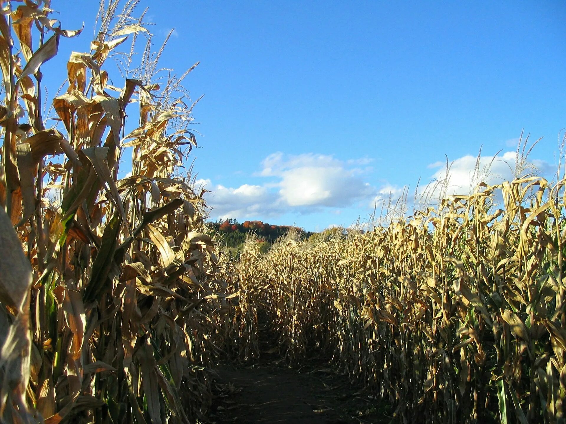 Corn fields