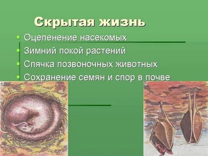 Состояние растений и животных