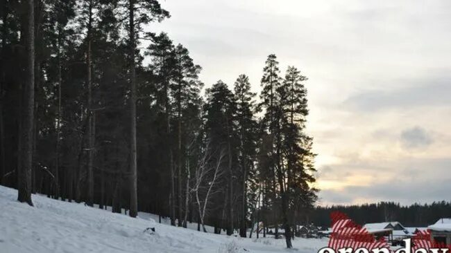 Животные бузулукского бора. Разрешение в бузулукский бор. Бузулукский бор сосна. Границы национального парка бузулукский бор. Бузулукский бор национальный парк на карте.