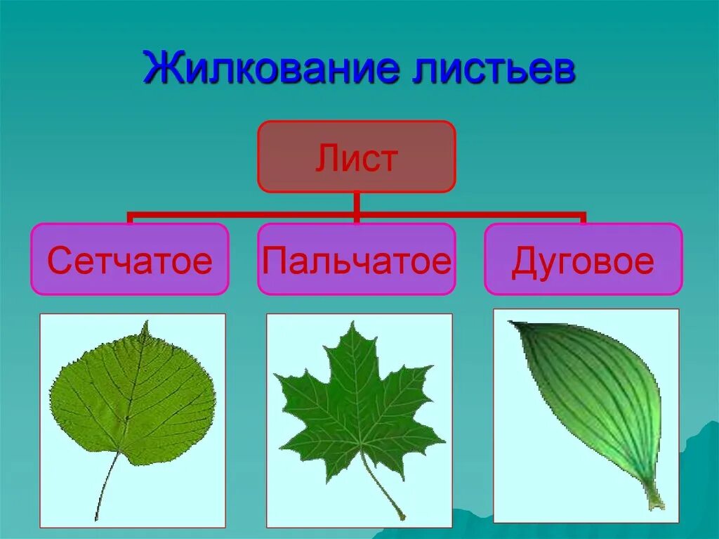 Пальчатое жилкование листьев. Пальчатое жилкование листа. Сетчатое жилкование листьев. Жилкование листьев ромашки.