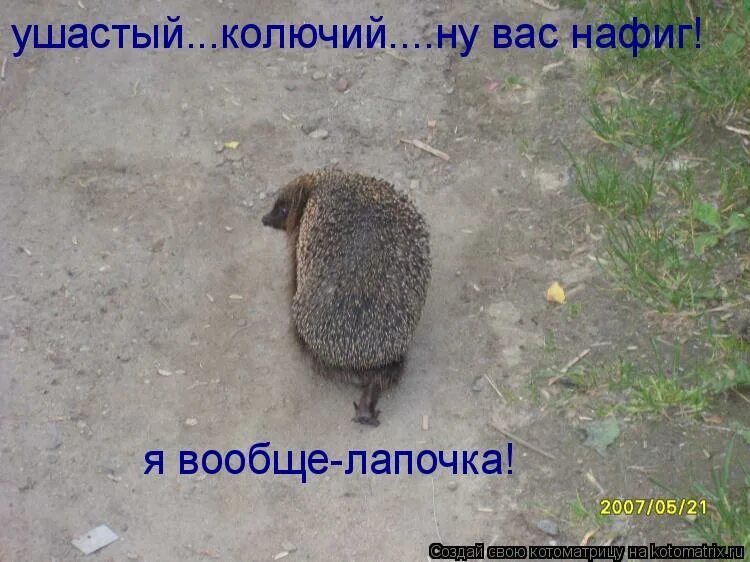 Ну колись. Картинка и хочется и колется. Ну колись. Наркоман мем. Картинка и хочется и колется.