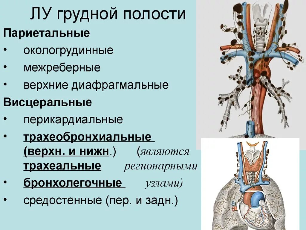 Региональные лимфатические узлы грудной полости. Основные группы лимфатических узлов таблица грудная полость. Висцеральные лимфатические узлы грудной полости. Париетальные лимфатические узлы грудной полости анатомия. Лимфатические узлы таблица