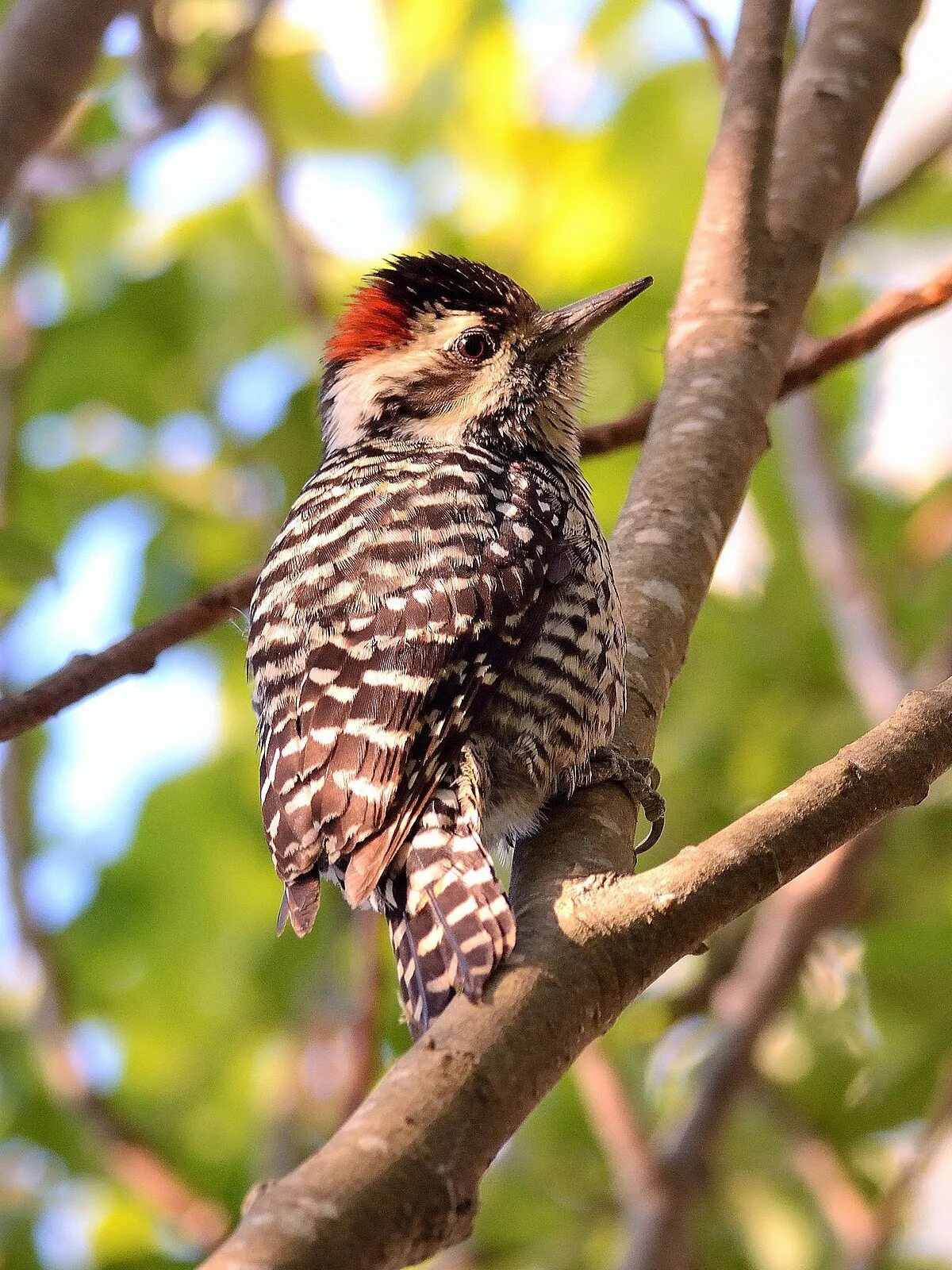 Чернолобый ткач. Удод (hoopoe). Полосатая кустарница. Полосатая птица. Пегий певун / black-and-white warbler (mniotilta varia).