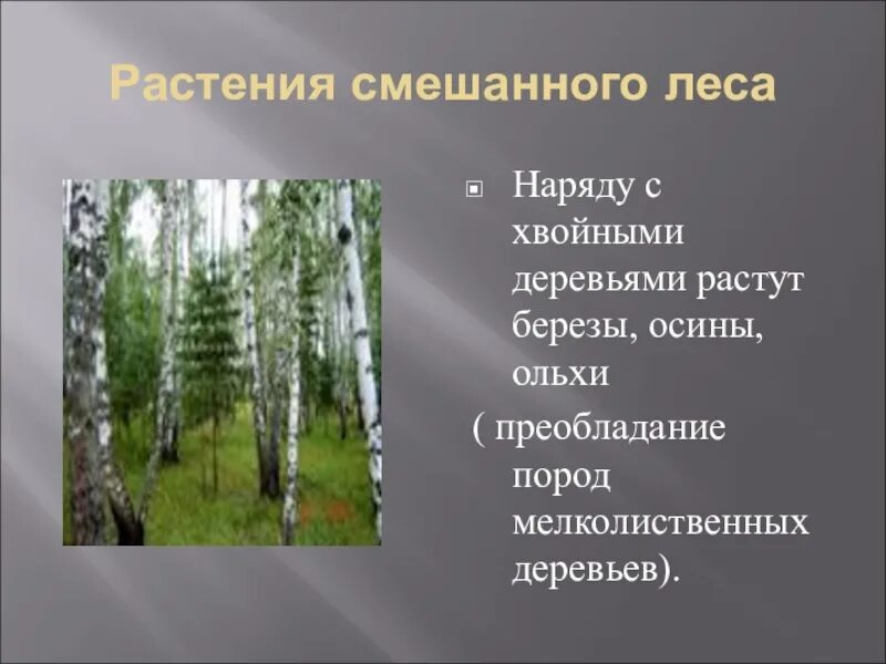 Где растет береза в какой природной зоне. Растения в смешанных лесах. Растения зоны смешанных лесов. Растения которые растут в смешанных лесах. Растения характерные для смешанных лесов.