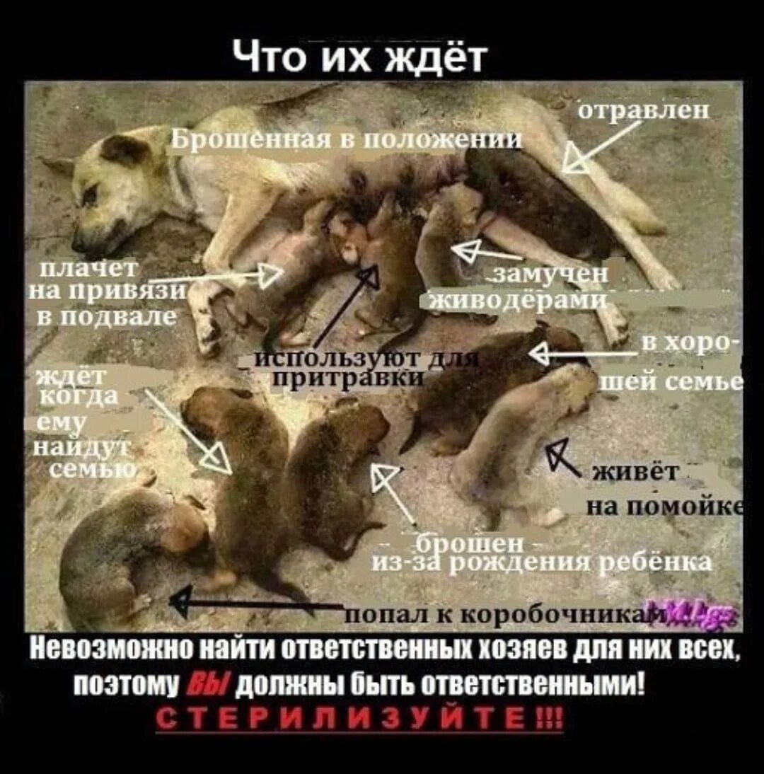 Почему человек в мире животных. Стерилизуйте животных. стерилизуйте домашних животных. стерилизация бездомных животных. почему важна стерилизация животных.