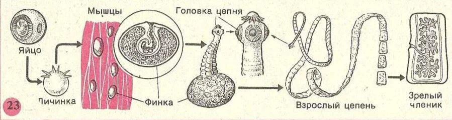 Ленточные жизненный цикл. Цикл развития ленточных червей схема. Цикл развития бычьего цепня рисунок. Жизненный цикл свиного цепня биология.