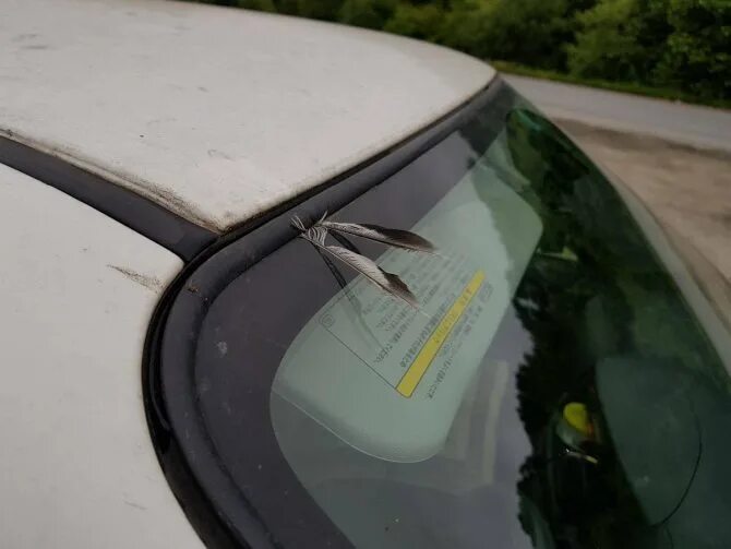 Птица в стекло автомобиля примета. Птица в стекло автомобиля примета. Птица в стекло автомобиля примета. Машина с птицей. Автомобиля и птица вдалеке.