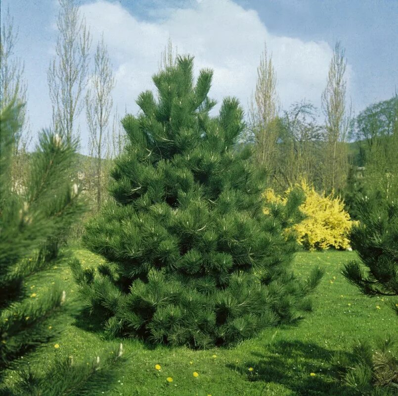 Сосна нигра описание. Сосна Пинус Нигра. Сосна Pinus nigra. Сосна черная (Pinus nigra). Сосна Нигра Австрийская.