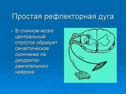 Двигательный нейрон рефлекторной дуги