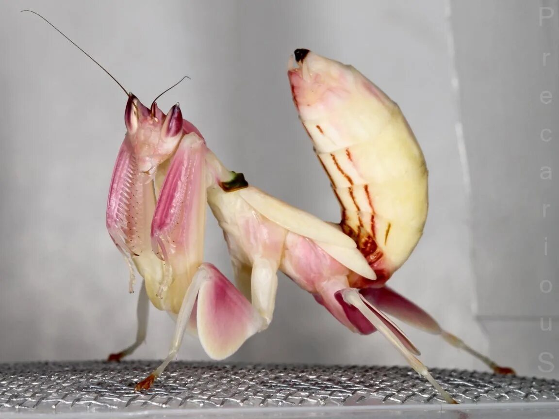 Богомол сердце. Богомол Hymenopus coronatus. Орхидейный богомол (Hymenopus coronatus). Малазийский листовидный богомол. Богомол орхидейный белый.