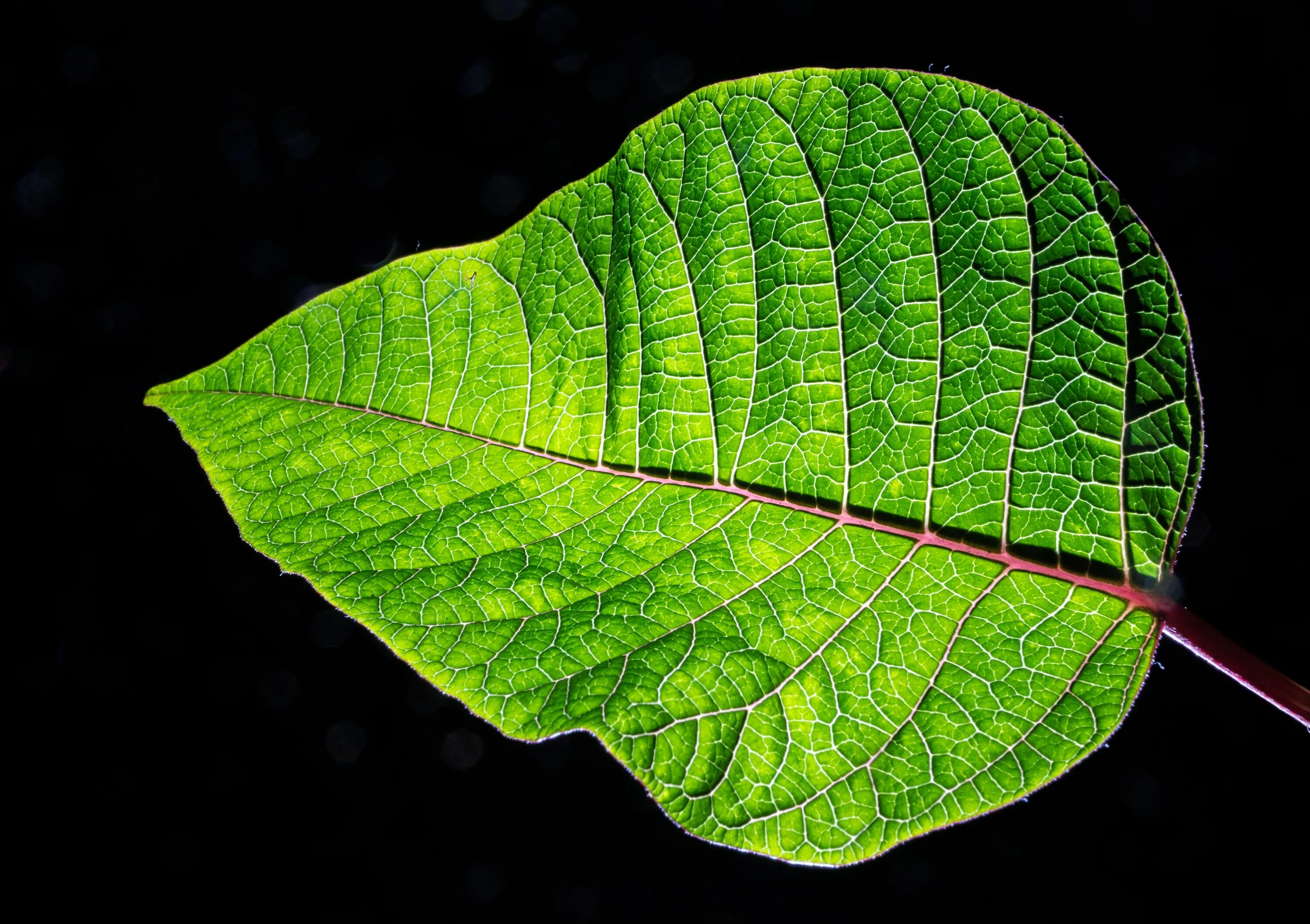 Natural leaves. С826вт38 Leaf. Листья растений. Зеленый лист. Лист с прожилками.