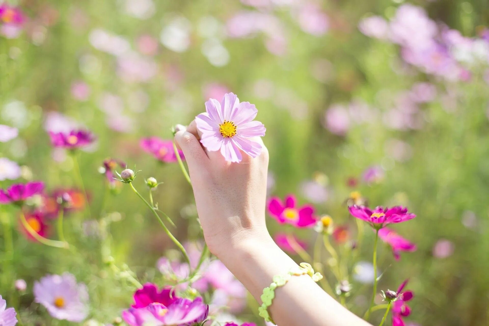 Доступен в цветах. Летние цветы в руках. Нежные цветы в руках. Цветок на руку.. Мелкие цветы в руках.
