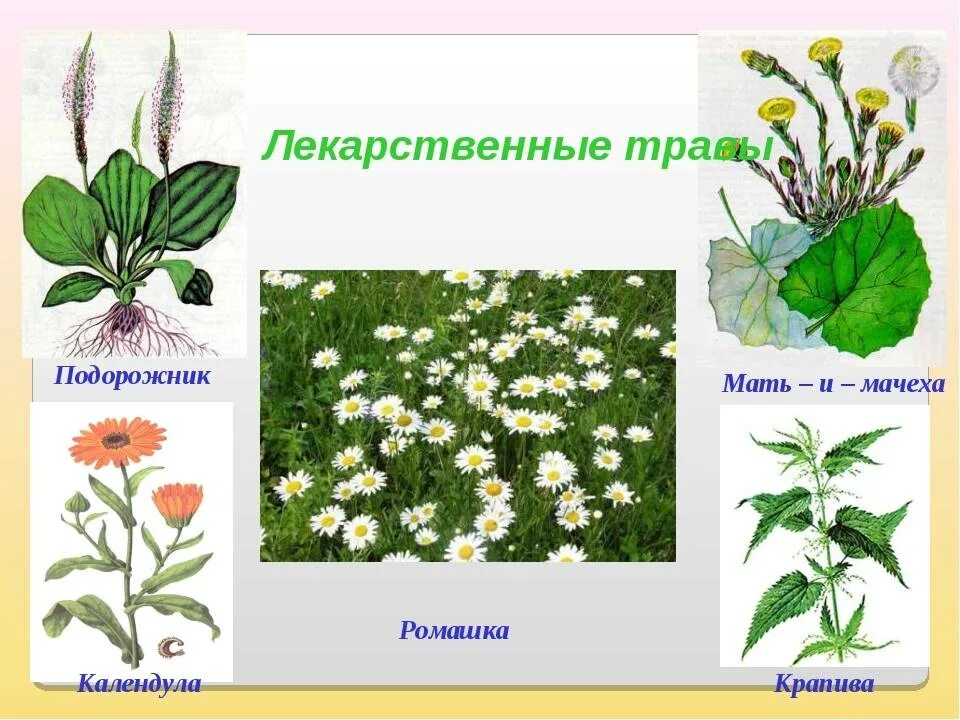 Травянистое растение окружающий мир. Лекарственные растения подорожник мать мачеха. Травянистые растения названия 2 класс. Лекарственных растений: мать-и-мачеха, подорожник, Ромашка.. Травянистые растения для дошкольников.