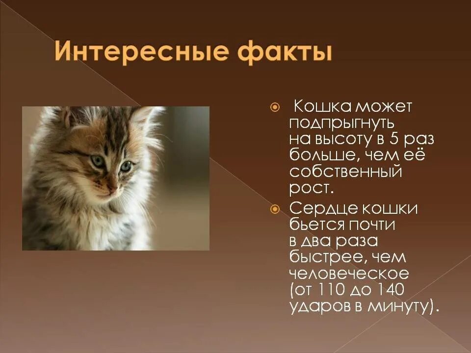 Интересные факты о кошках и котах. Интересные факты о кошках. интересные факты обо кошках. интересные факты о мошках. интересные факты о кротахх.